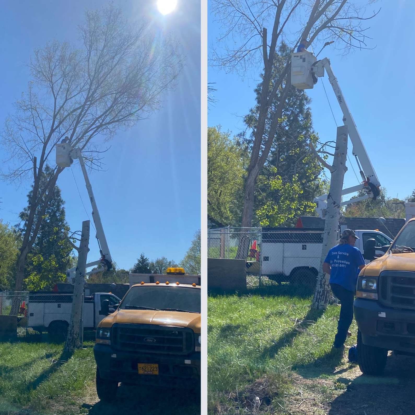 True Blue Tree Service bucket truck trimming tall trees in Klamath Falls